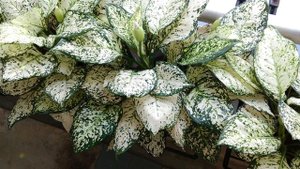 КОРИЦА ДЛЯ КОМНАТНЫХ РАСТЕНИЙ 🌿 5 СПОСОБОВ, О КОТОРЫХ