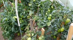 Томат.Крупная слива "Дино". Открытый грунт, 22 августа 202