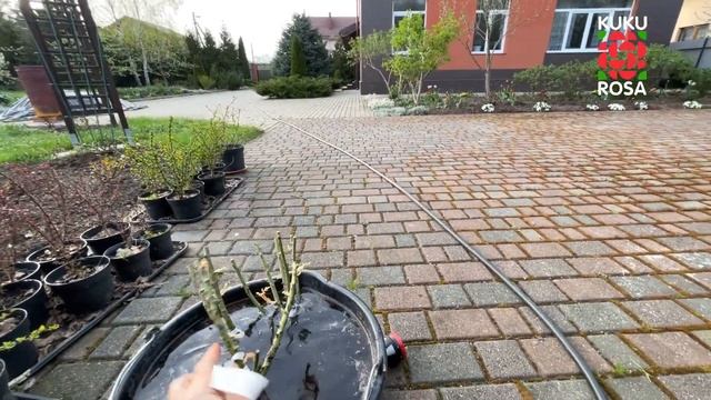 Кукуроза о розе! 🌹 Распаковка саженцев роз из питомников ЭЛИТ и ФОКИНО
