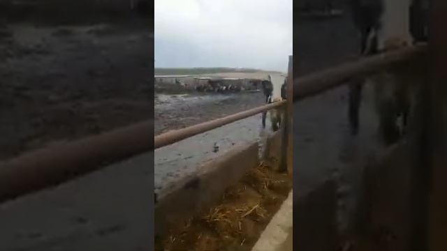 Товарные нетели молочной породы КРС живым весом оптом смотреть онлайн