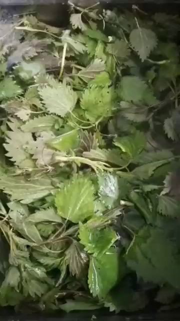 Сушка чистотела листьев смородины крапивы #рецепты смотреть онлайн