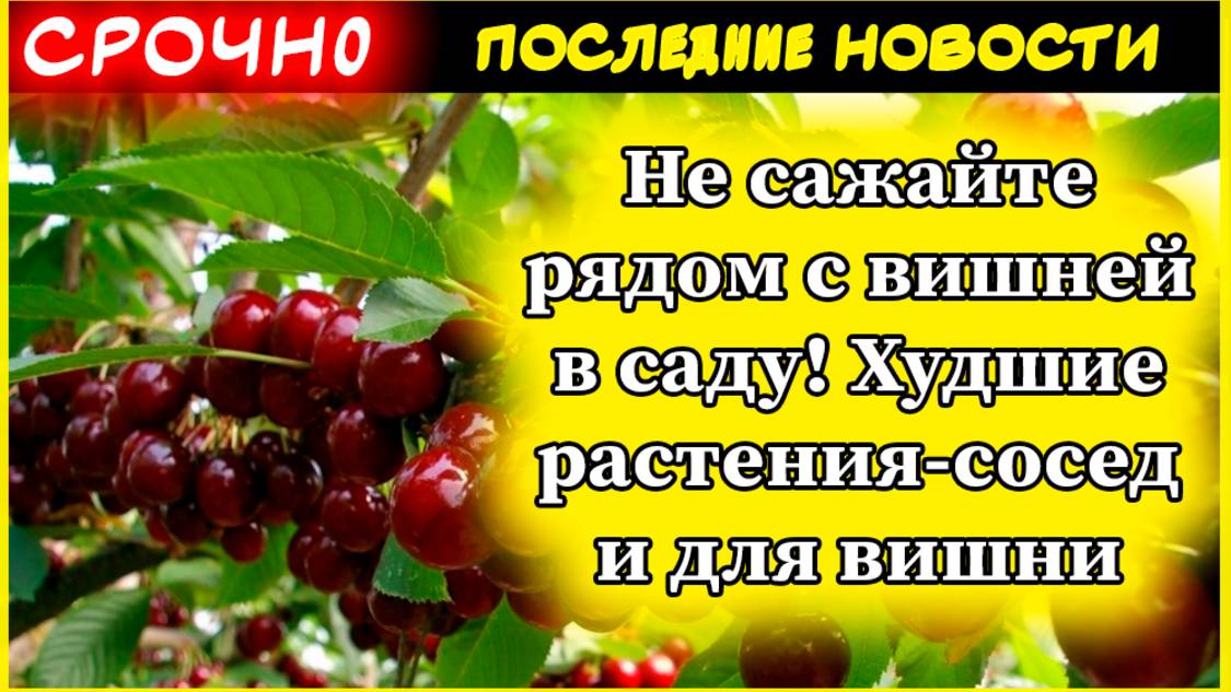 5 худших соседей для вишни: что нельзя сажать рядом и как увеличить урожай