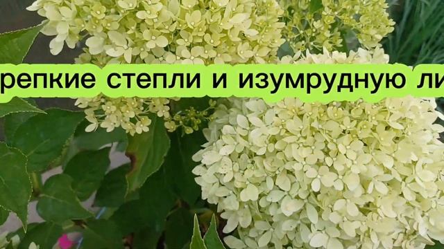 Гортензия Пиксио (Pixio) начало цветения смотреть онлайн