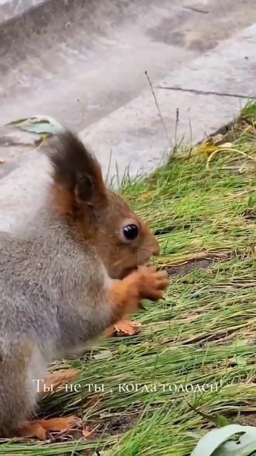 "Ты- не ты, когда голоден! #белка #орешки #орех #ледников смотреть онлайн