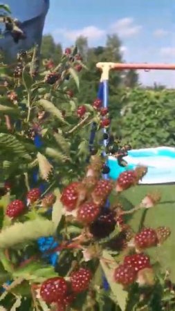 СЕКРЕТ, КОТОРЫЙ СПРЯТАЛИ ОТ ВАС ПРОИЗВОДИТЕЛИ УДОБРЕНИЙ!