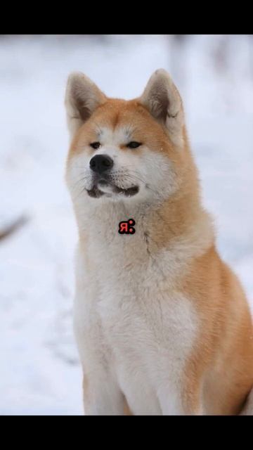 #хатико #банчан #straykids #skz #возвращение смотреть онлайн