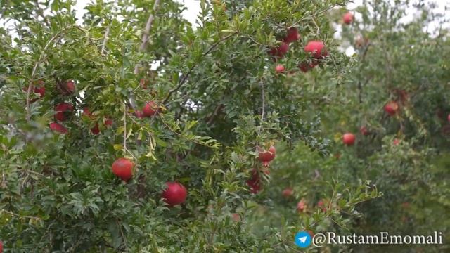 Таджикистан ,Гранатовый сад города Нурeка🇹🇯Pomegranate gar смотреть онлайн