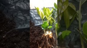 Купила замиокулькас Хамелеон на фестивале растений. К