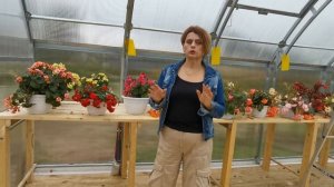 Бегония элатиор. Что делать осенью