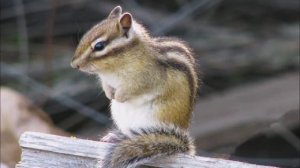 Тимошка. Автор видео Юрий Баженов.