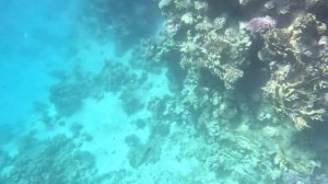 Reef Oasis blue bay Resort 5* Egipt Шарм-эль-Шейх Февраль с 10 по 25 2025 г.