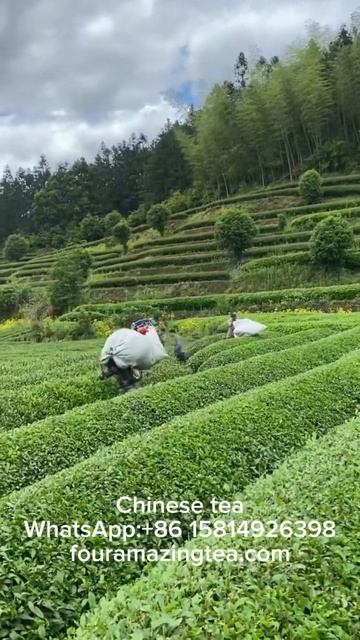 Every cup of tea comes from hard work.#tea #fouramazingtea #Чай #китайский #chinesetea смотреть онлайн