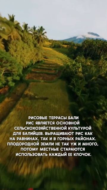 Рисовые террасы Бали