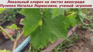 Локальный хлороз на листьях винограда - как не перепутать с милдью, не начать опрыскивать со страха?
