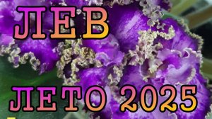 ЛЕВ таро прогноз на ЛЕТО 2025 года (июнь, июль, август).