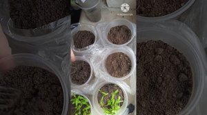 Кошка съела рассаду. ☹️Снова.🤦 #огород #огородныедел