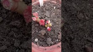 Бегонии.Обрезка и черенкование.