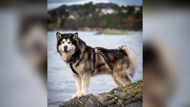 порода Аляскинский маламут 🐕 смотреть онлайн