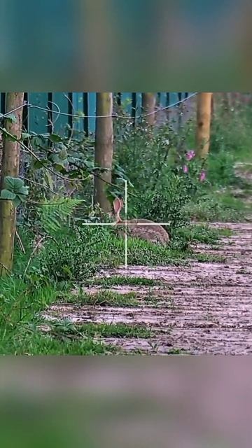 Он ел тайно#rabbit #hunting #amazing #animals #hunting смотреть онлайн