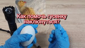 Как помочь гусенку , цыплёнку наклюнуться ,вылупится. Инкубация гусиных яиц.