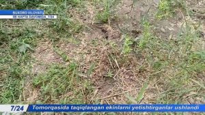 Томорқасида гиёҳвандлик воситасини етиштириб келаётганлар ушланди