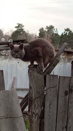 ЧУДЕСНЫЙ КОТ НА ЗАБОРЕ