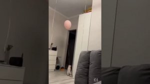 забавная подборка с котиками 😇смотреть до конца 😺#коты #котята #кошки