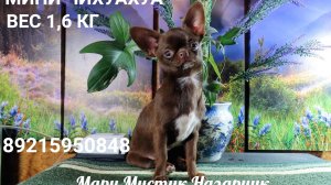 #продаю_МИНИ_чихуахуа_с_ГАРАНТИЕЙ_веса_размера_ЗДОРОВЬЯ 89215950848