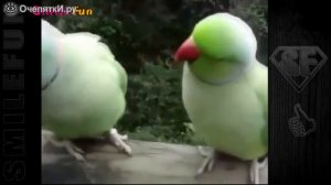Попугаи: приколы с озвучкой