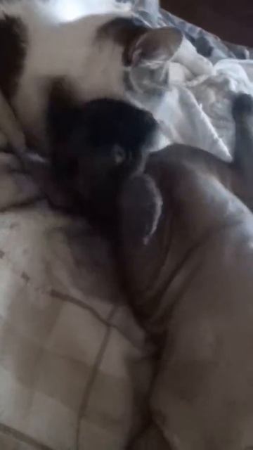 Это и есть любовь:))) Смешное видео, видео прикол:) смотреть онлайн