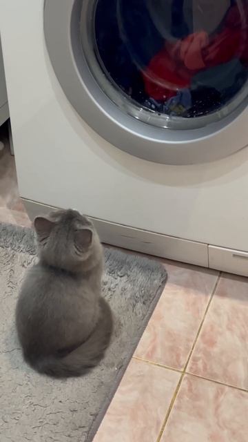 Стиральная машинка и Китти, которая думает, как в неё ? смотреть онлайн