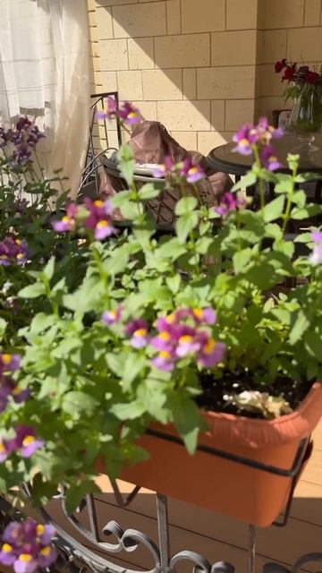 Немезия+лобелия смотреть онлайн