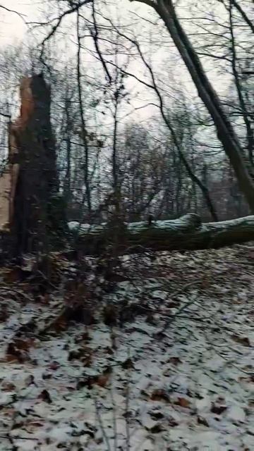 Умирающий лес ...#курск #зима #погода #лес смотреть онлайн