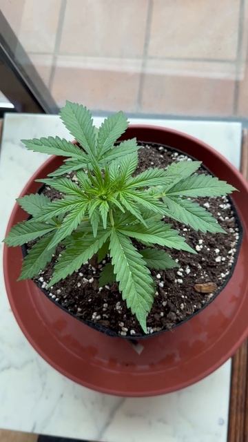 Главная ошибка в выращивании автоцветов #автоцвет #ав? смотреть онлайн