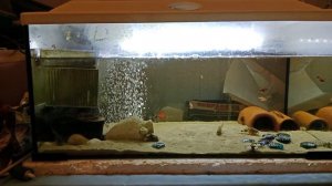 Серебряная Арована. Содержание,совместимость, уход.