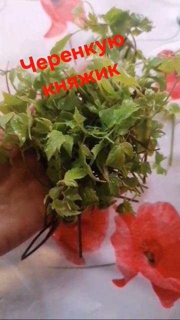 #гортензииметельчатые #продажагортензий #дача #черенк смотреть онлайн