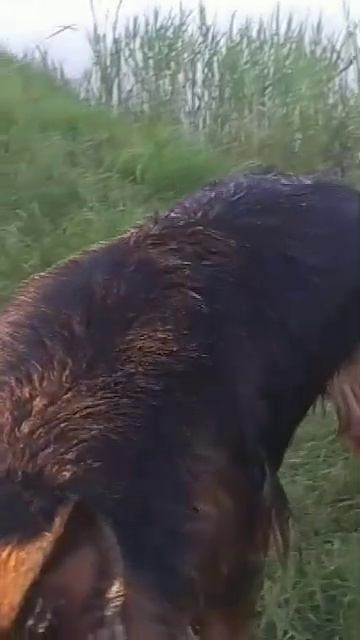 Зачем фен? смотреть онлайн