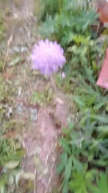 #нашёл реальный лук батун