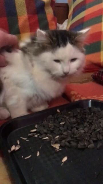 Котёнок ест семечки ) Киса ты Шо птица ?) Кот удивляет к? смотреть онлайн