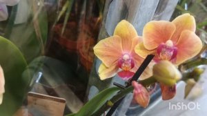 Завоз каттлей в Орхидею"/12.05.25/