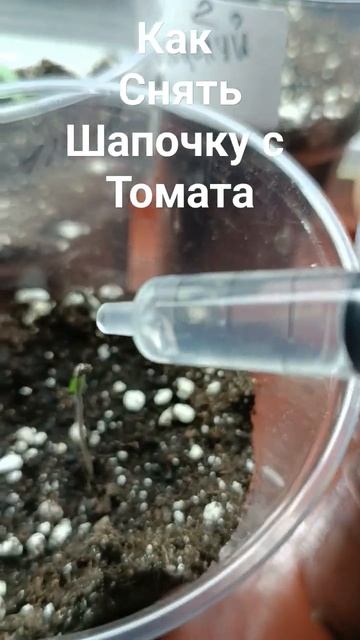 Как снять шапочку с томата #рассада #томат смотреть онлайн