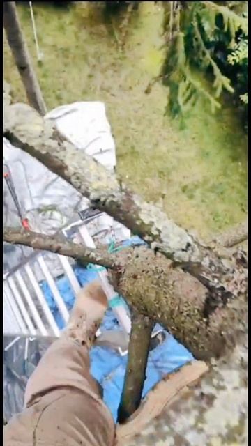 Чистка елей смотреть онлайн