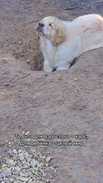 Щенячество проходит быстро. Наслаждайтесь) #лайк #акти