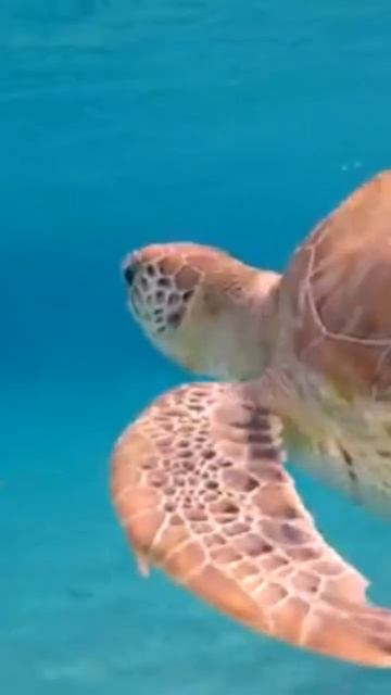 Музыка Природы! В этой нежной мелодии есть всё, чтобы п смотреть онлайн