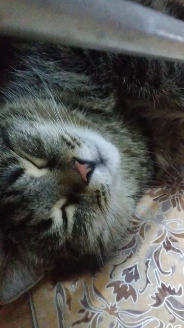 #котики #cat Под сушилкой!🐈 смотреть онлайн