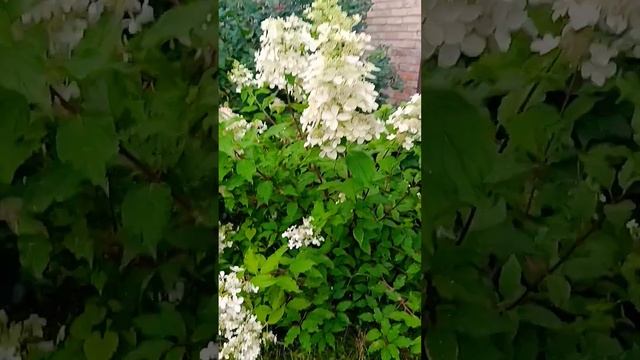 Dolly гортензія Доллі 8 серпня 2023