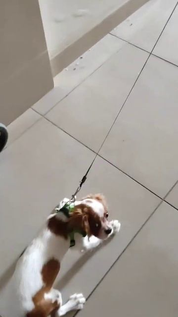 собака не хочет ити гулять смотреть онлайн