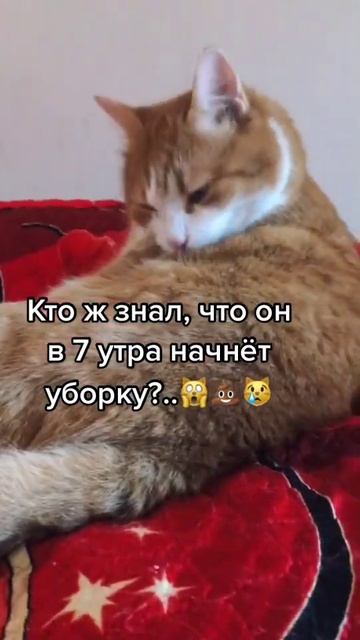 робот-пылесос армагеддон #котики #юмор #прикол смотреть онлайн