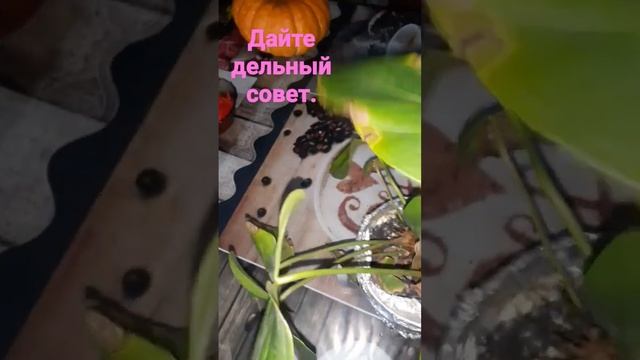 спасём мой антуриум вместе смотреть онлайн