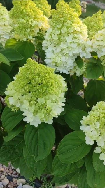 Гортензия метельчатая Паненка (Hydrangea paniculata Panenka)#flowers#hyd смотреть онлайн